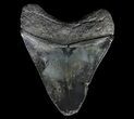 Serrated, Fossil Megalodon Tooth - Georgia #65792-1